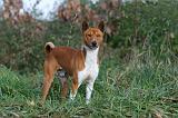 BASENJI 012